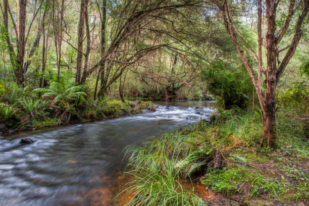 Upper Yarra River stock photo