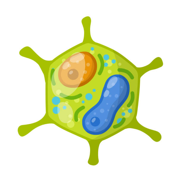 istock Green cell of the plant. Element of science and biology. 1325522275