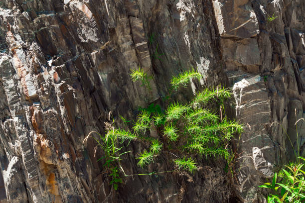 istock Green plant growing on a stone rock 1325522989