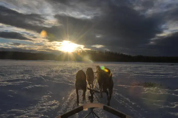 Alaska husky and malamute sled dogs pulling a sled near sunrise