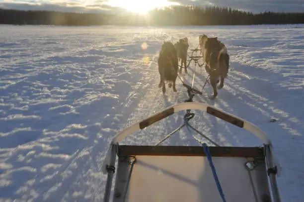 Alaska husky and malamute sled dogs pulling a sled near sunrise