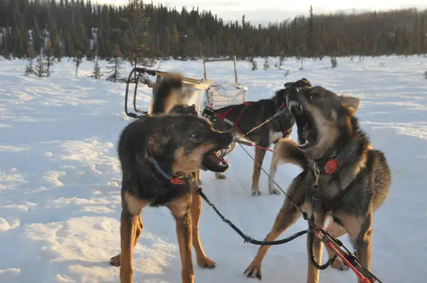 Alaska husky and malamute sled dogs pulling a sled near sunrise
