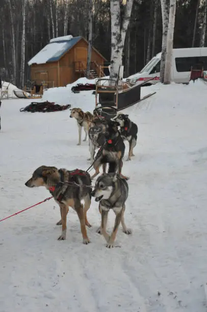 Alaska husky and malamute sled dogs pulling a sled near sunrise