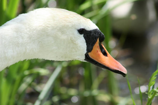 istock White swan head side view close-up of it 1325524818