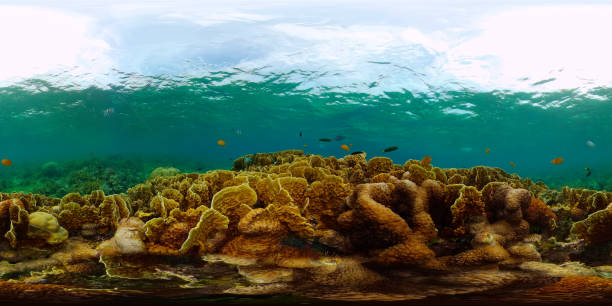 istock Coral reef and tropical fish underwater. Philippines. 360-Degree view 1325526535