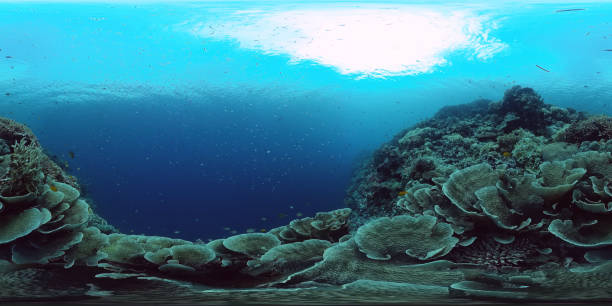 istock Coral reef with fish underwater 360VR. Panglao, Philippines 1325527492
