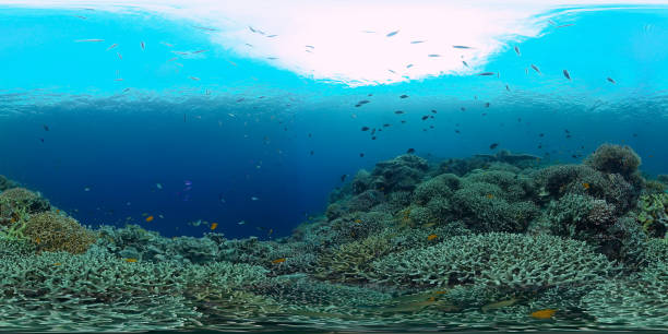 istock Coral reef with fish underwater 360VR. Camiguin, Philippines 1325528885