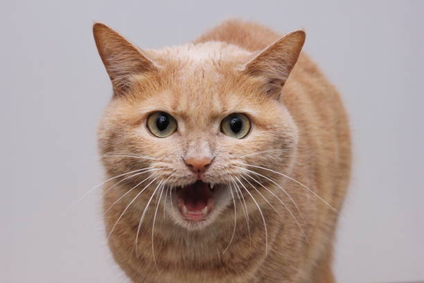 istock An angry red cat with an open mouth showing its teeth and looking directly into the camera. A dangerous pet. 1325530270