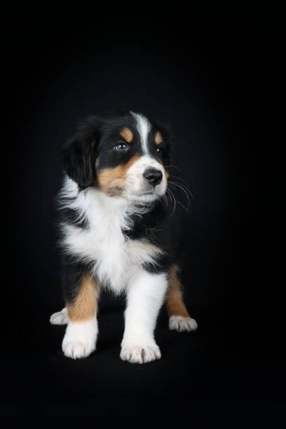 istock dog isolated on black 1325531695