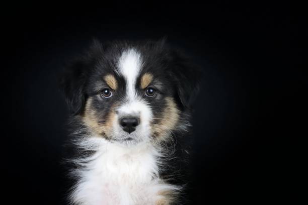 istock dog isolated on black 1325531770