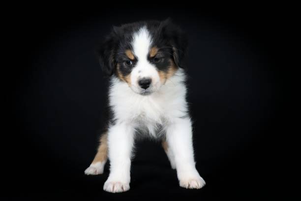 istock dog isolated on black 1325531807