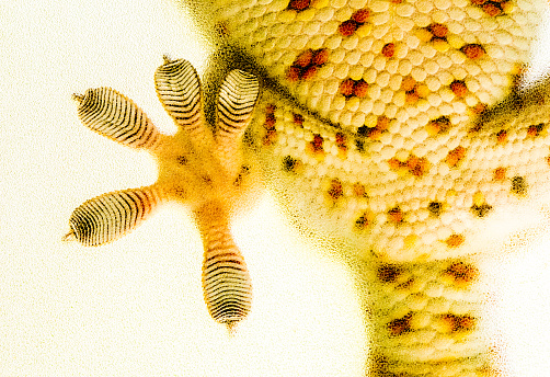 Close up gecko foot  looking  through  frosted glass, in door Chiangmai Thailand