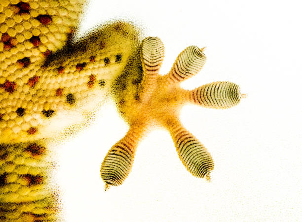 istock Close up gecko foot  looking  through  frosted glass 1325533012