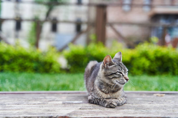 istock Gray cute street cat sitting on a bench 1325533056