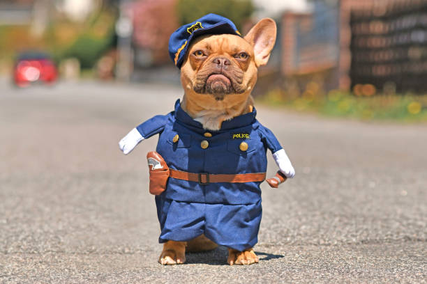 perro bulldog francés leonado rojo con un divertido disfraz de uniforme de oficial de policía - perro adiestrado fotografías e imágenes de stock