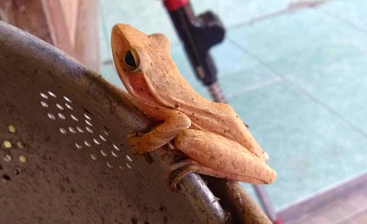 Brown Asian tree frog. High resolution images
