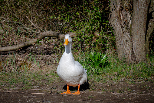 Large white heavy duck also known as America Pekin Duck, Long Island Duck, Pekin Duck, Aylesbury Duck, Anas platyrhynchos domesticus