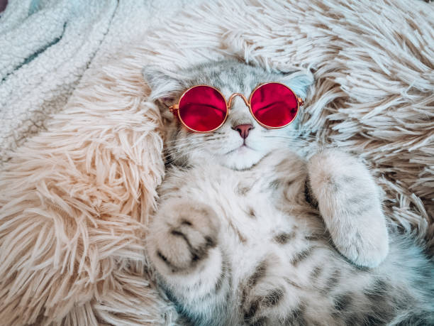 istock Cute Scottish cat, three month old kitten 1325534047