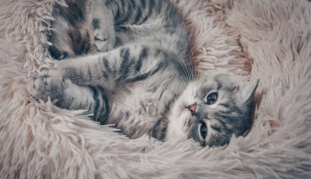 istock Cute Scottish cat, three month old kitten 1325534054