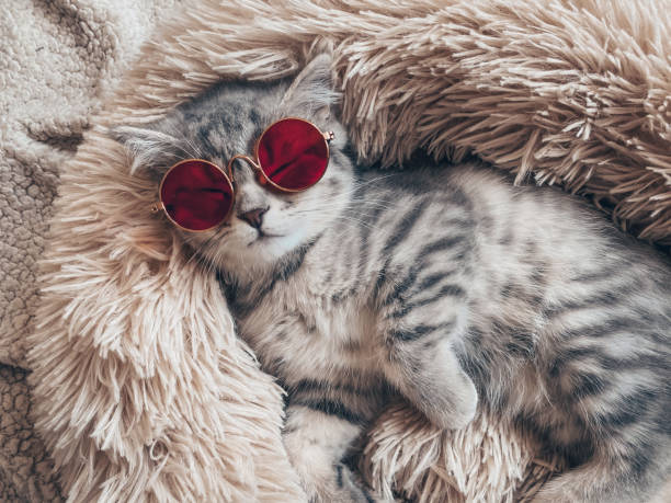 istock Cute Scottish cat, three month old kitten 1325534058