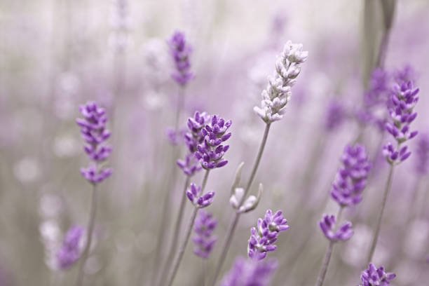 istock Lavender Flowers (lavandula angustifolia). Close-up 1325534950
