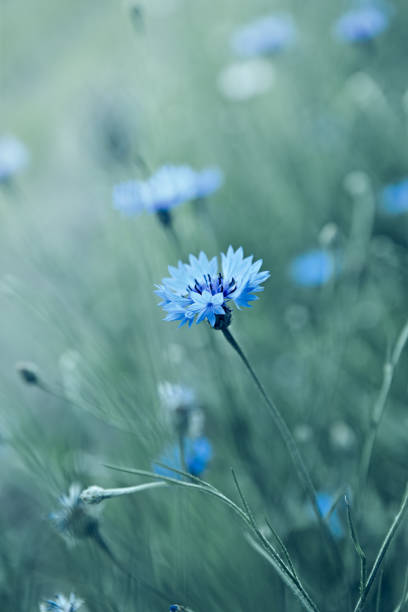istock Blue Corn Flowers. Wild summertime plants 1325534984