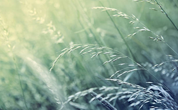 istock Flowering grasses in a meadow. Close-up 1325534987