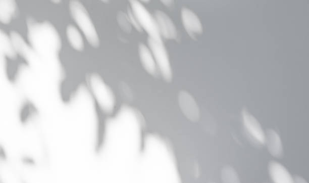istock Abstract natural tree leaves shadow on white wall background 1325535373