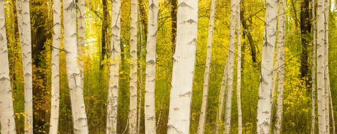 White birch trunks in autumn grove, blurred panoramic background