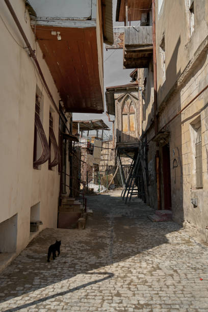 istock A stray black cat walks in the alley 1325537067