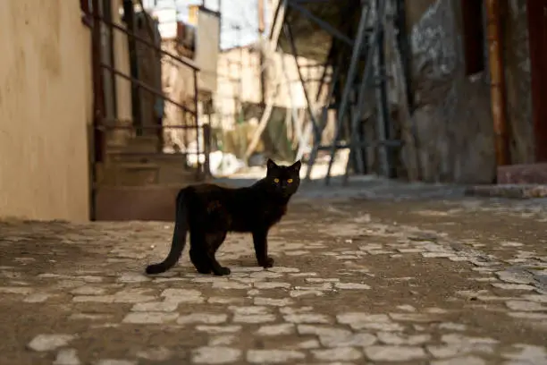 Photo of A stray black cat walks in the alley