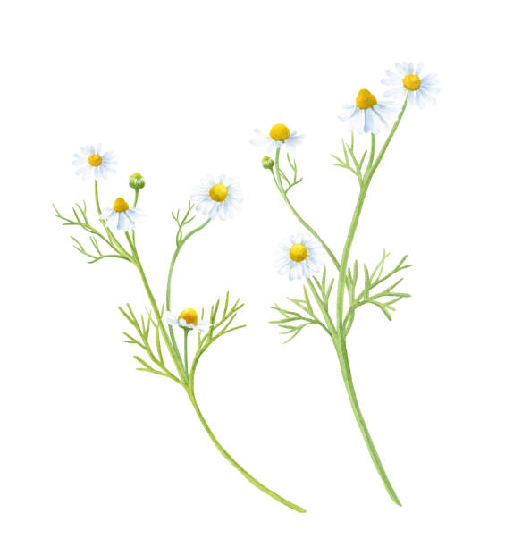 illustrations, cliparts, dessins animés et icônes de herbes: illustration aquarelle de la camomille. herbes pour le thé. - white background plant flower herb