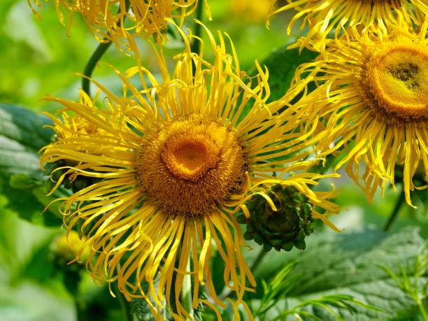 yellow flowers of Telekia speciosa blooming in summer Telekia speciosa, heartleaf oxeye is a rhizomatous, sunflower-like perennial that is native primarily to mountainous areas in southern Europe. telekia speciosa stock pictures, royalty-free photos & images