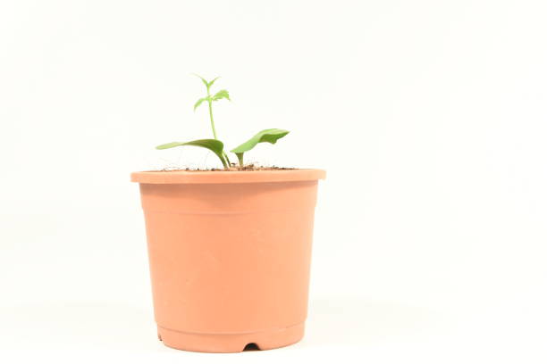 A green, young sapling growing and sprouting out of a flower pot Image of a green seedling sprouting out from the soil in a brown coloured flower pot. sabby stock pictures, royalty-free photos & images
