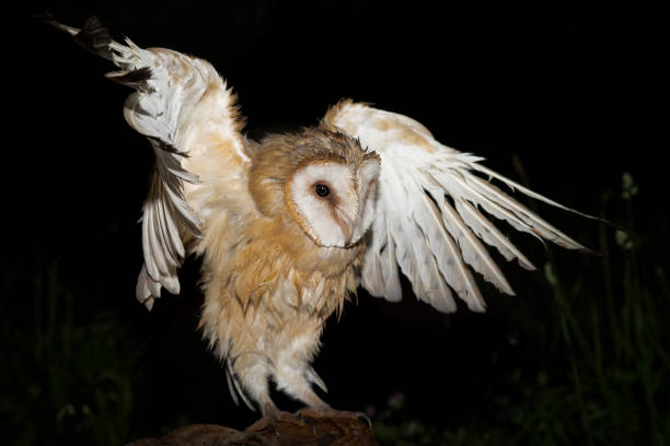 istock The wonderful Barn owl lands on tree trunk under rain storm (Tyto Alba) 1325541674