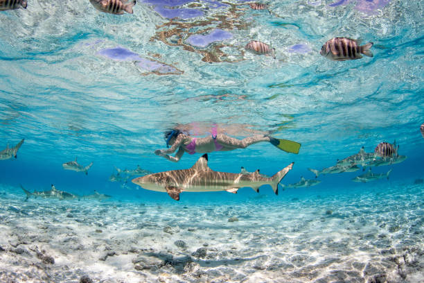 Encounter with black tip sharks in Bora Bora Bonnie - Swimming with the Black Tip Sharks in the lagoon of Bora Bora blacktip reef shark stock pictures, royalty-free photos & images