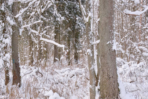 istock Wintertime landscape of snowy deciduous stand 1325546147