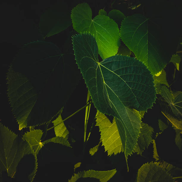 istock Closeup of maple tree leaves. 1325547526