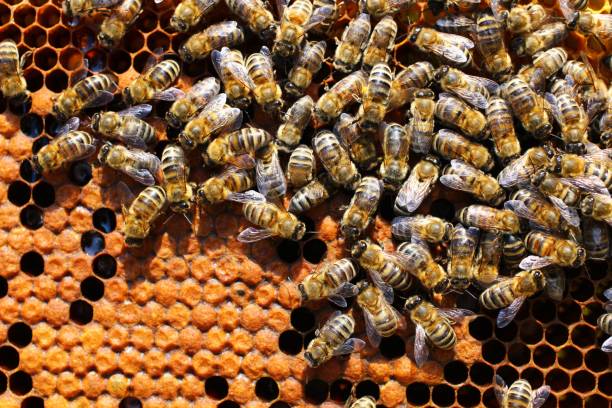 istock Many bees in the hive close up 1325548150