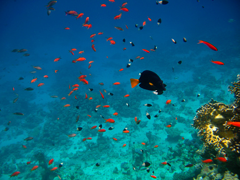 Many tropical exotic fish different colors moving over the reef against blue water underwater of Red sea Egypt