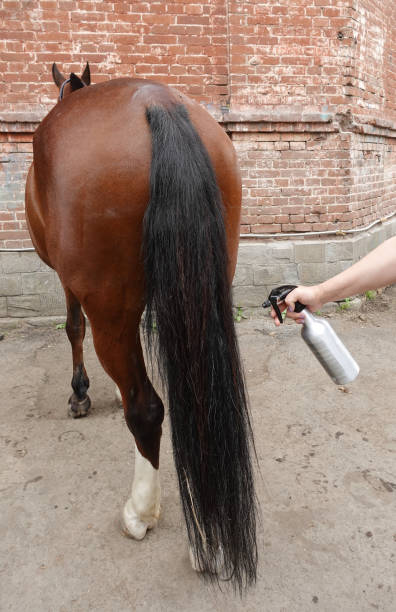 istock Grooming bay horse's tail 1325548465