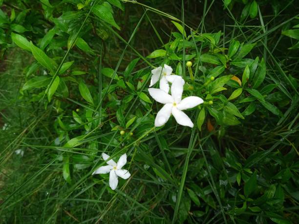 istock Mondokaki flower 1325548805