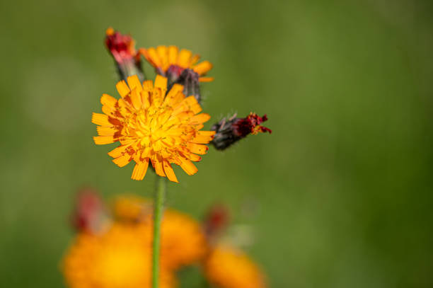 Vibrant orange, pilosella aurantiaca, orange hawk bit, devil's paintbrush wild flower
