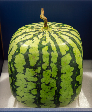 Square watermelon
