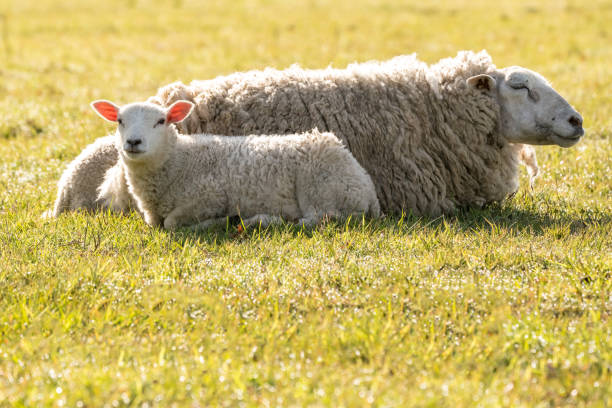 istock A Mother lamb on the meadow 1325550935