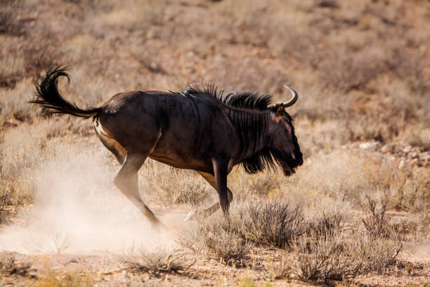 istock Blue wildebeest in Kgalagadi transfrontier park, South Africa 1325551111