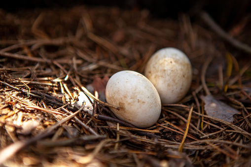 Two eggs in a wild bird's nest, wildlife.