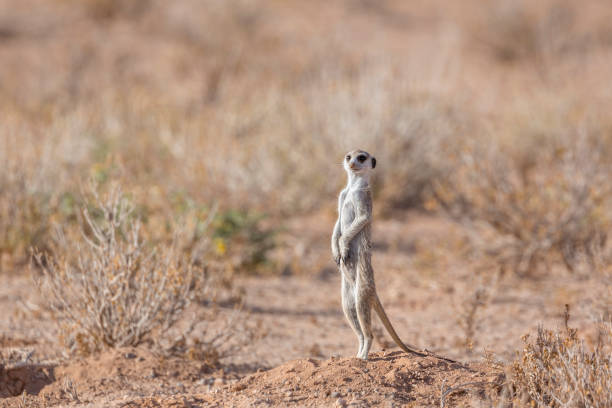 istock Meerkat in Kgalagadi transfrontier park, South Africa 1325552012
