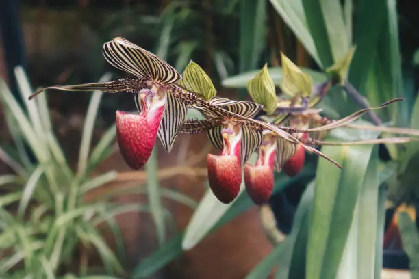 Photo of Close up of beautiful paphiopedilum orchid (paphiopedilum glaucophyllum)