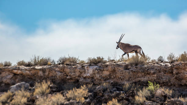 südafrikanischer oryx im grenzpark kgalagadi, südafrika - gemsbok antelope mammal nature stock-fotos und bilder